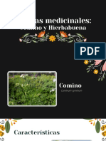 Plantas Medicinales Comino y Hierbabuena