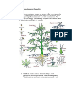 Partes y Anatomia Del Cannabis