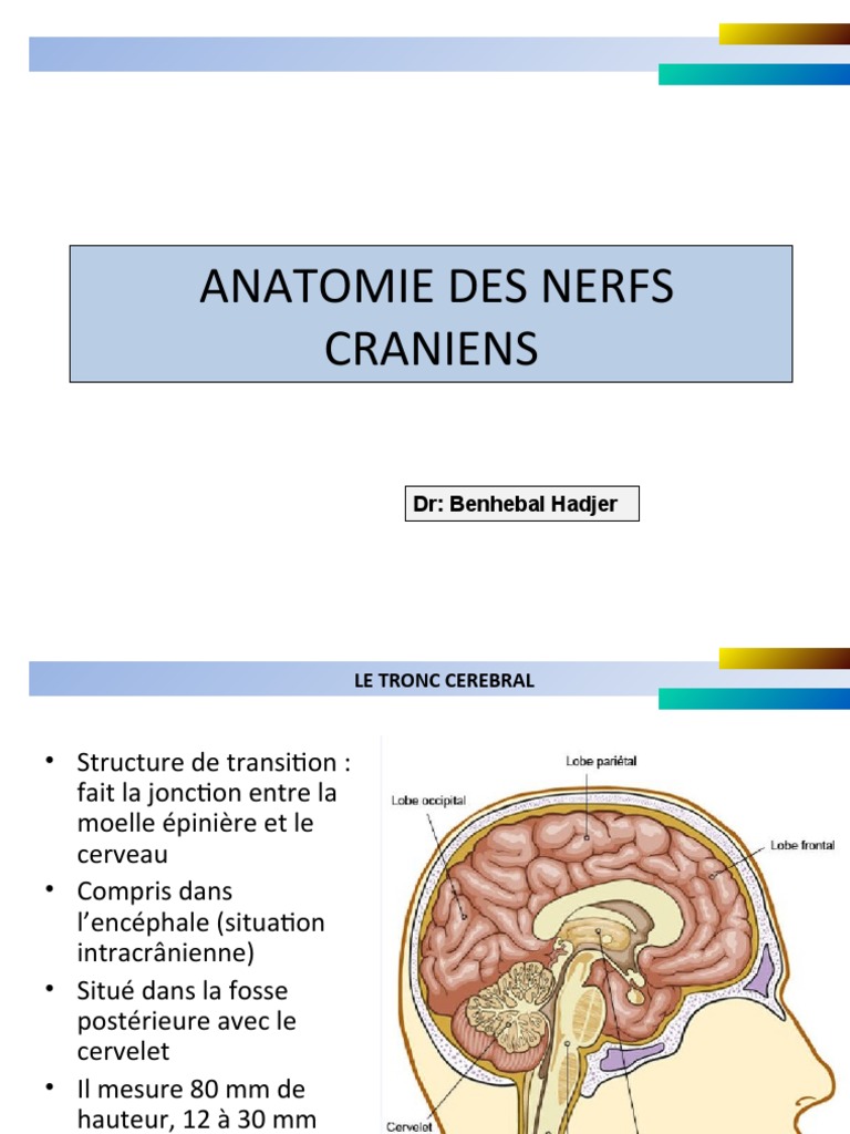 Anatomie des nerfs crâniens | PDF | Tronc cérébral | Anatomie humaine