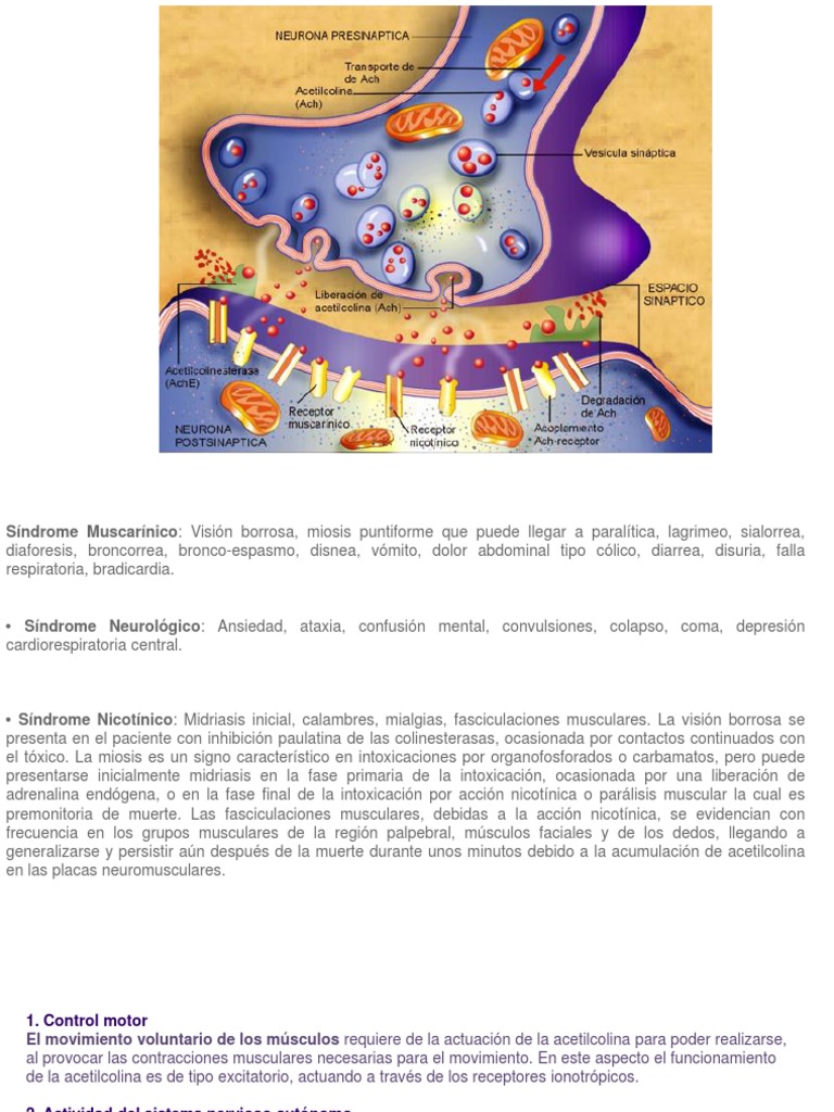 Colinesterasa | PDF | Acetilcolina | Músculo