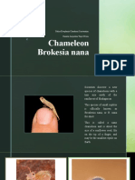 Chameleon Brokesia Nana
