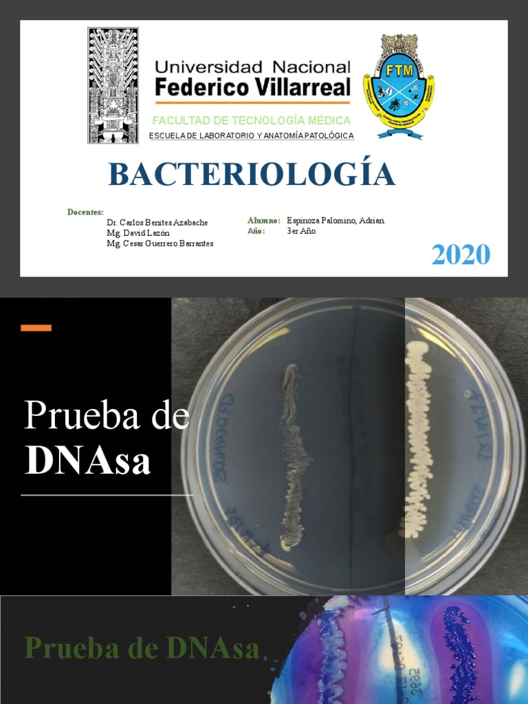 Prueba de DNAsa en Staphylococcus aureus | PDF | Staphylococcus Aureus ...