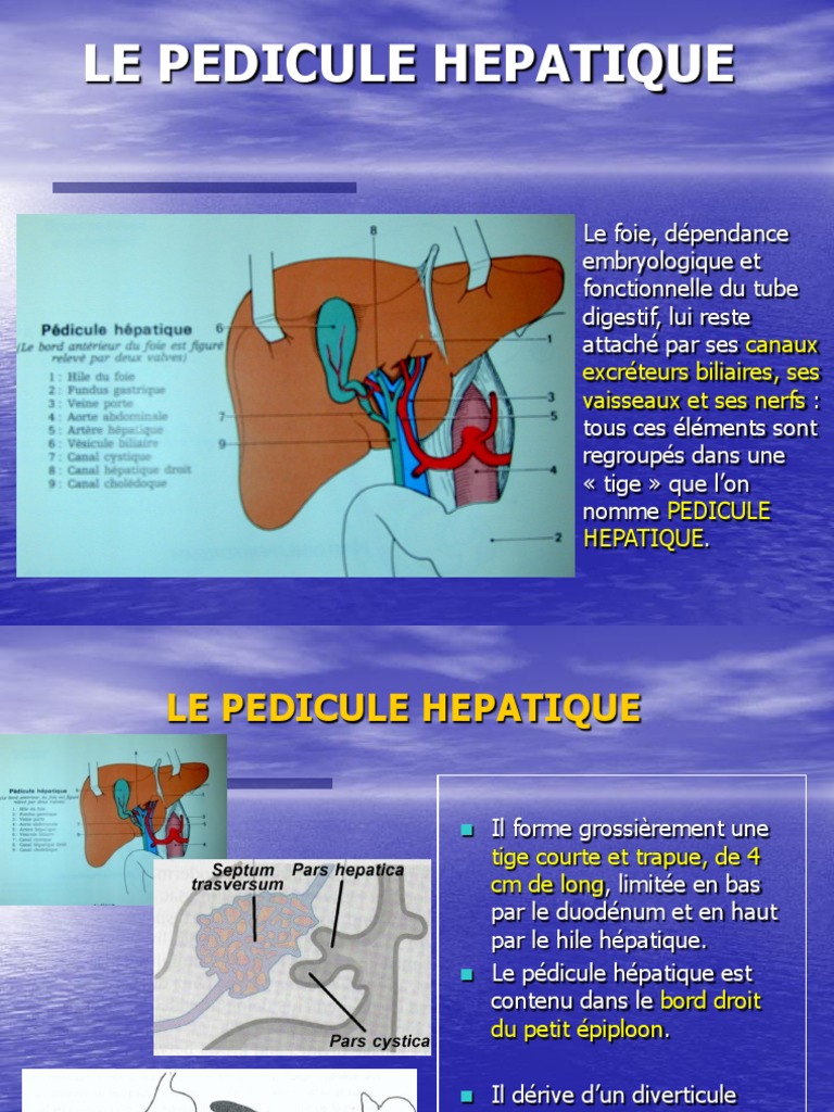 Le Pedicule Hepatique | PDF | Foie | Pancréas