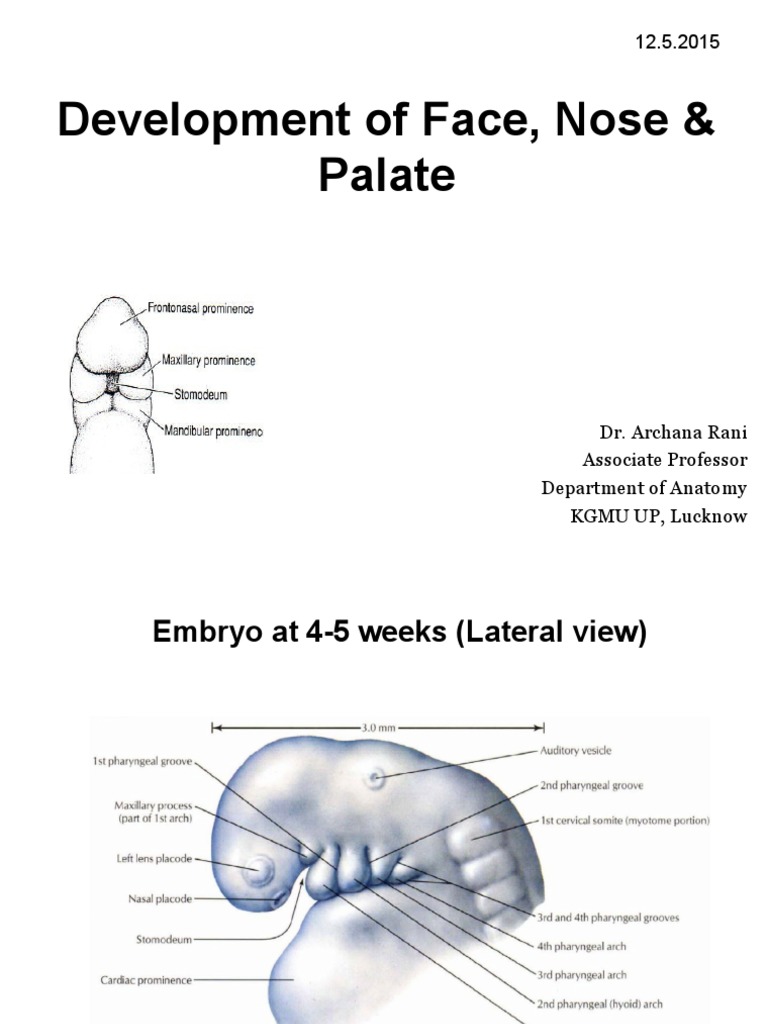 Development of Face, Nose & Palate | PDF | Human Nose | Facial Features