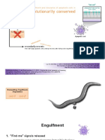 Evolutionarily Conserved: Engulfment and Clearance of Apoptotic Cells Is