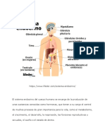 Sistema Endocrino