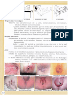 Posicion D F P Ie - Genvpectoral Posicion Desims Litotom Ía