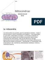 Mitocondrias