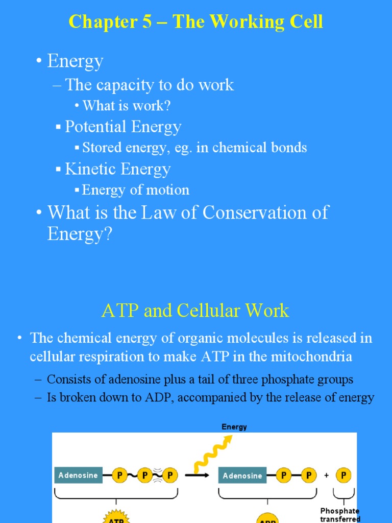 Energy Chapter 5 The Working Cell PDF Enzyme Osmosis