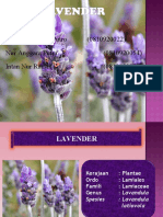 LAVENDER