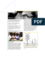 Rice & Climate Change: Sequestration