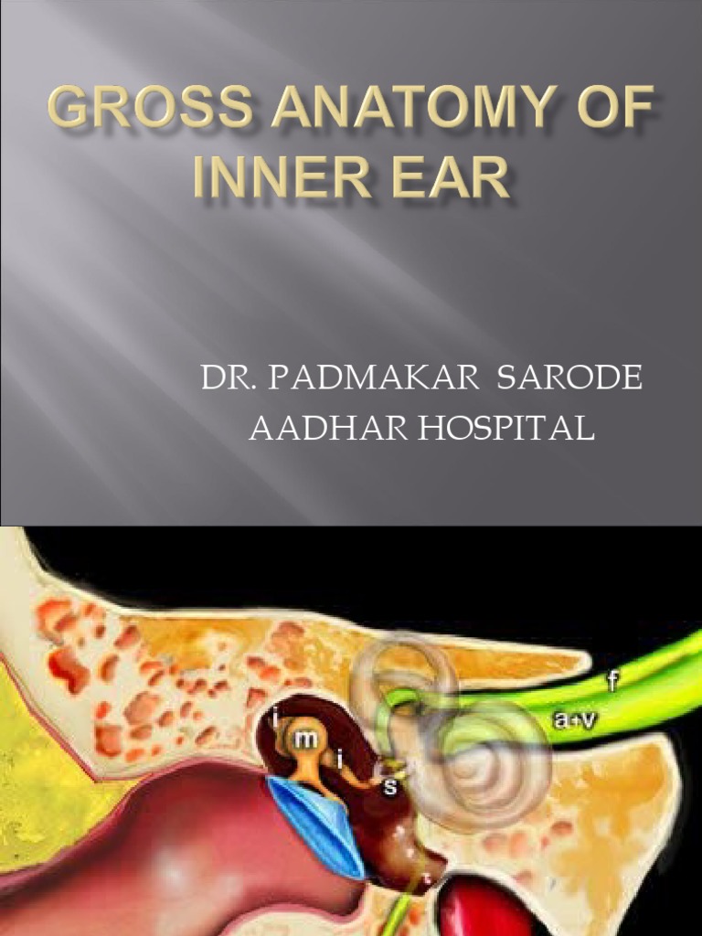 Inner Ear Anatomy PDF