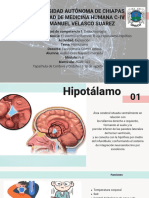  Hipotálamo (1