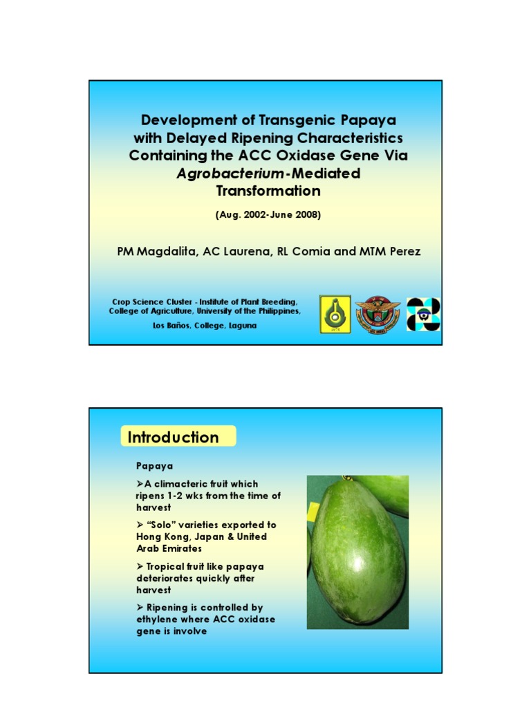 Development of transgenic papaya with delayed ripening characteristics