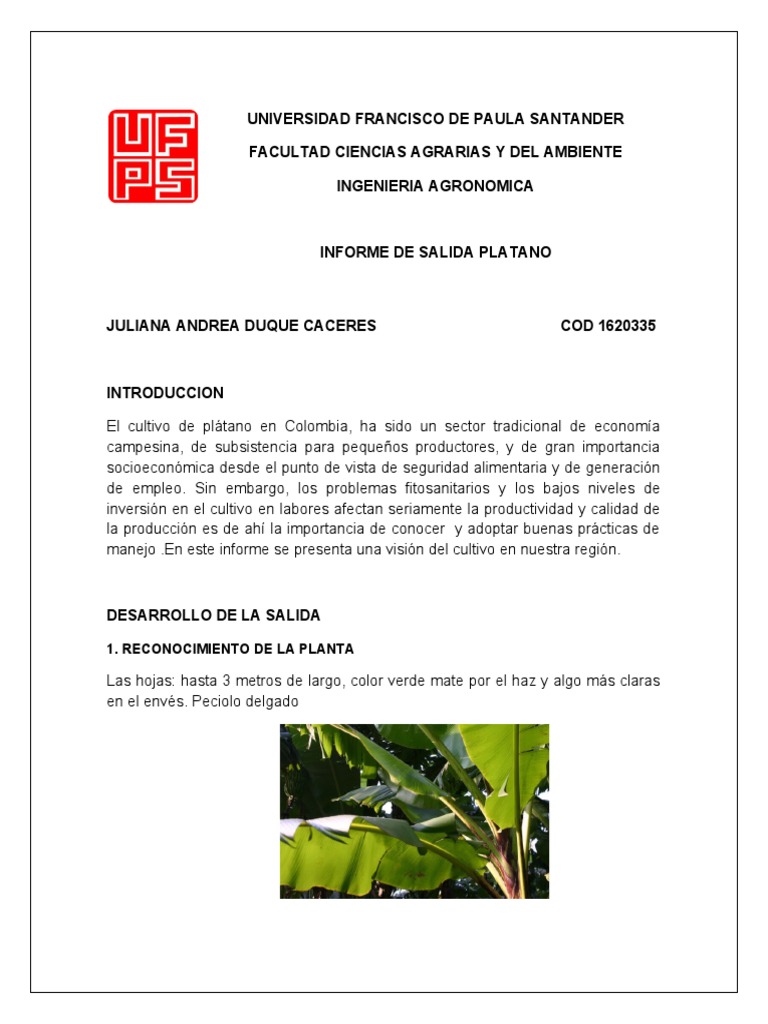 Cultivo de Plátano y Cacao en Tabasco | PDF | café | Agricultura