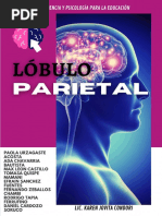 Informe Lobulo Parietal