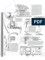 Fisiologia Sistema Nervioso