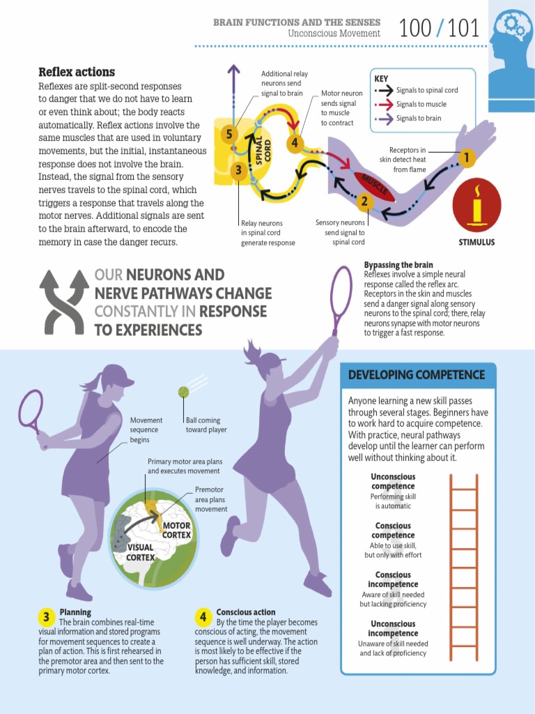 HOW THE BRAIN WORKS THE FACTS VISUALLY EXPLAINED FREE PDF intelligence overview