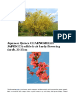 Japanese Quince CHAENOMELES JAPONICA Edible Fruit Hardy Flowering Shrub, 20-25cm