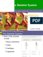 The Skeletal System: Essentials