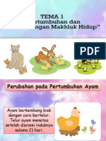 Informasi Tentang Pertumbuhan Dan Perkembangan Ayam, Kucing, Dan Ikan