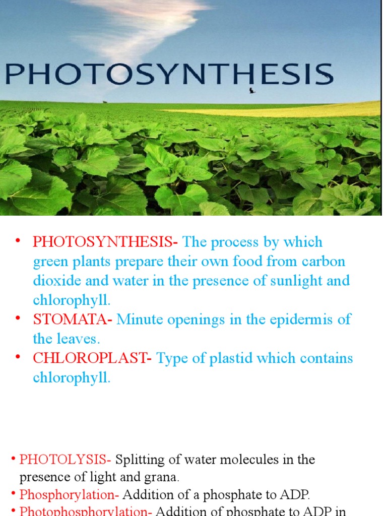 Photosynthesis Class 10 | PDF | Photosynthesis | Stoma