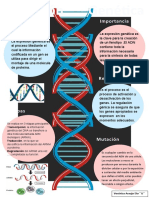 Infografia Expresion Genetica