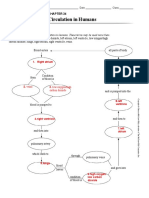 Concept Mapping Circulatory Respiratory and Excretory Systems Editable