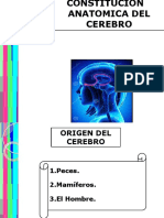 Estructura y funciones del cerebro humano