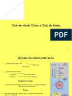 Ciclo Krebs