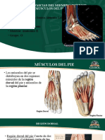 Anatomia II Musculos Del Pie