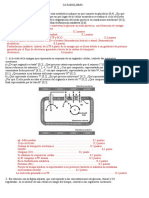 Catabolismo: glucólisis, ciclo de Krebs, cadena transporte electrónico y fosforilación oxidativa