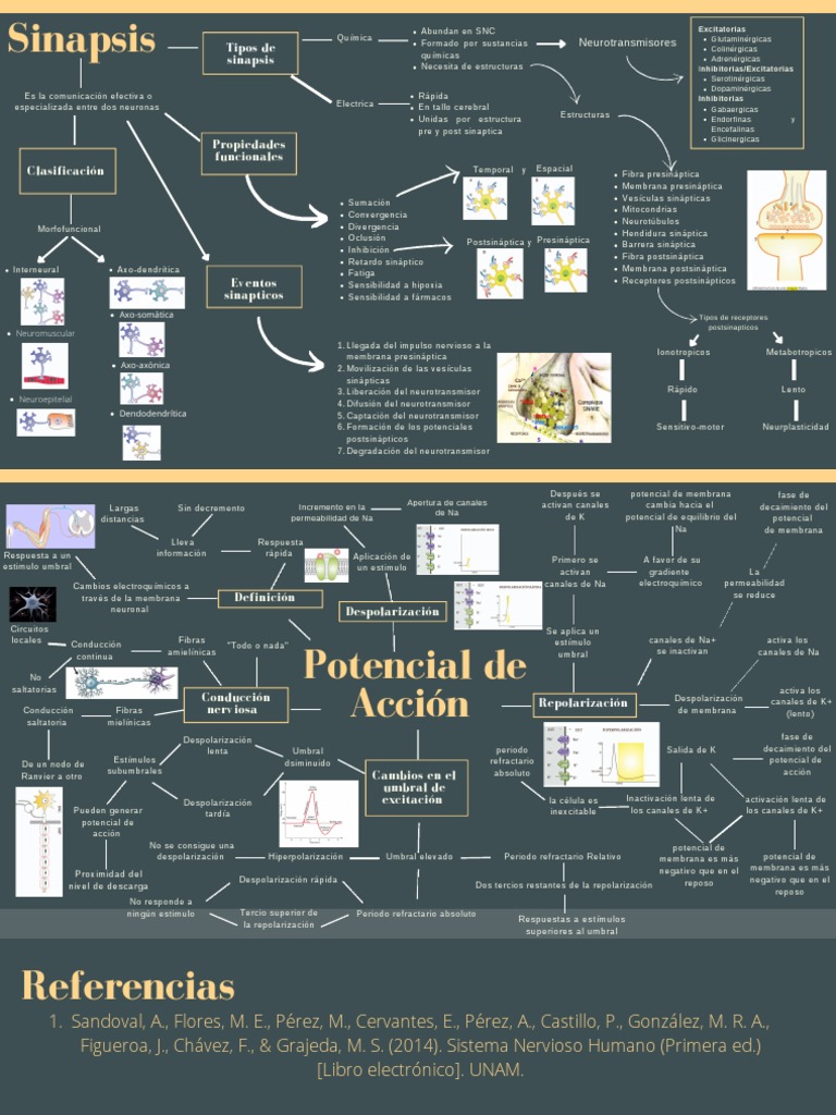 Mapa Mental de Sinapsis y Potencial de Accion | PDF | Sinapsis ...
