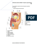 ACTIVIDADES R.A 1.2. ANATOMIA APARATO REPRODUCTOR FEMENINO Y MASCULINO.