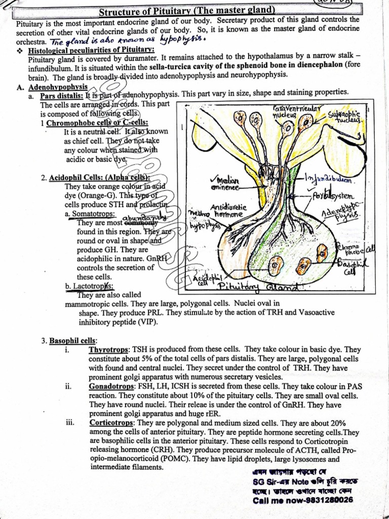 Pituitary Gland | PDF