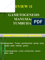 Review 11 Gametogenesis