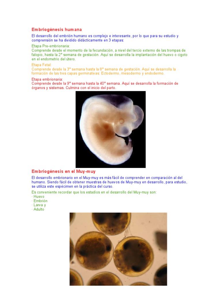 Embriogénesis humana Anatomía Organismos