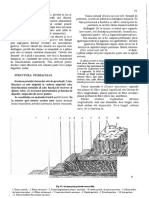 Orifitiul Cardial Este Puțin Oblic, Privind in Jos Şi: (Tela Subserosa) Este Fo