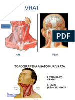 Topografska anatomija vrata (1)