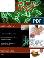 Enfermedades Causadas Por Bacterias