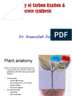 Physiology of Carbon Fixation & Sucrose Synthesis: Dr. Ihsanullah Daur