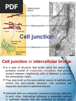 4 - Cell Junctions