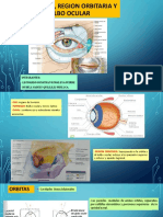 Ojo, Orbita, Region Orbitaria y Bulbo