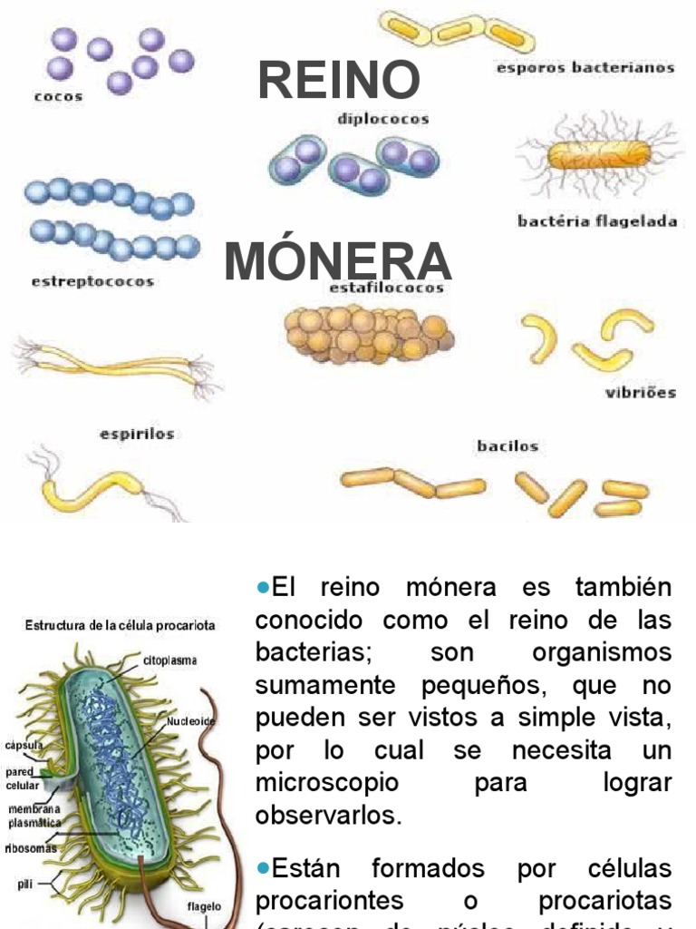 Reino Monera | PDF