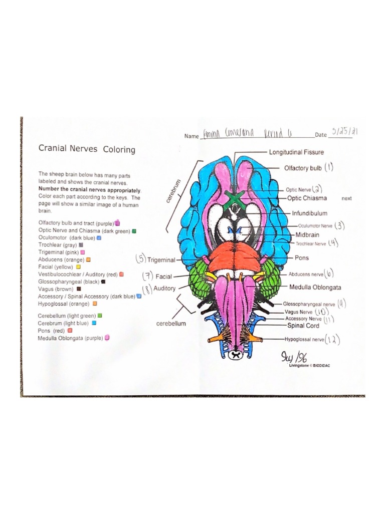 Cranial Nerves Coloring | PDF