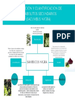 Extracción y cuantificación metabolitos secundarios Sacumbus nigra