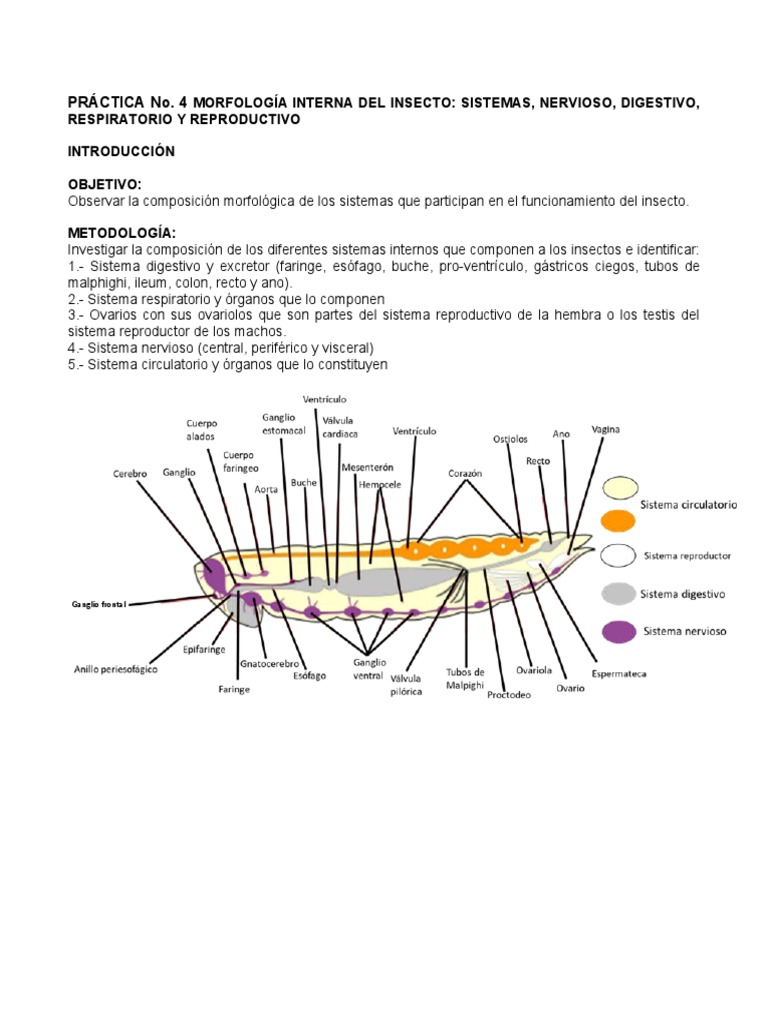 Sistemas de Los Insectos | PDF | Sistema nervioso | Insectos