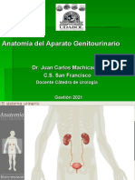 Anatomía Del Aparato Genitourinario