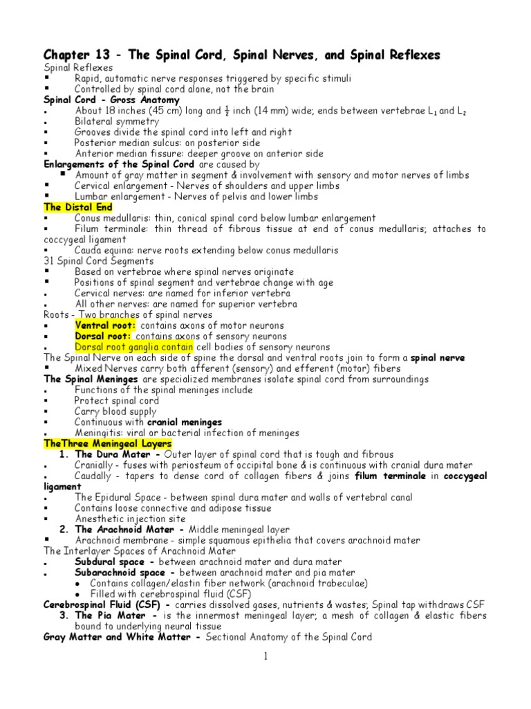 Spinal Cord & Reflex Overview | PDF | Spinal Cord | Motor Neuron