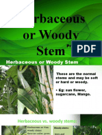 Herbaceous or Woody Stem: Presented By: Group 4